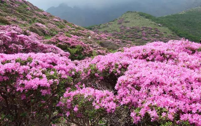 珀洱半坡，在竹海樹林之間盡享山間好風光