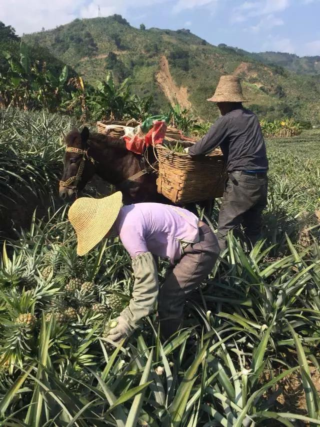 云南香水小菠蘿：酸甜多汁脆嫩爽口